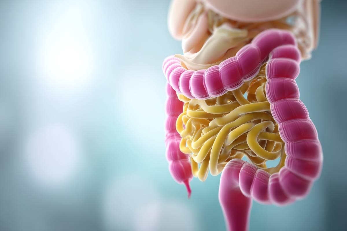 Intestino, inmunidad y alimentación: la conexión que mucha gente ignora